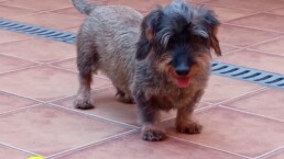Mascota