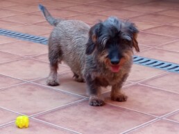 Mascota