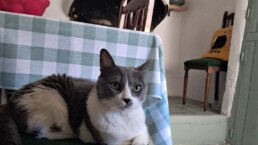 Mascota