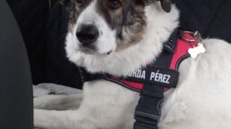 Mascota