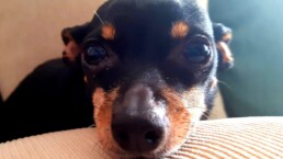 Mascota