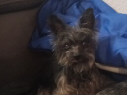 Mascota