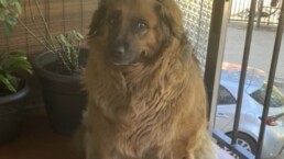 Mascota