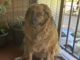 Mascota