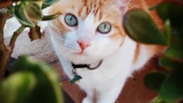 Mascota