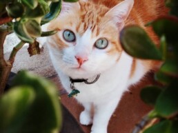 Mascota