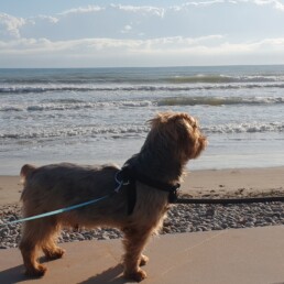 Crematorio de mascotas