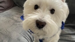 Mascota