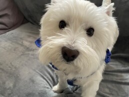 Mascota