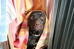 Crematorio de mascotas