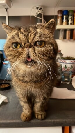 Crematorio de mascotas