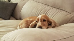 Crematorio de mascotas