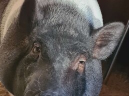 Mascota