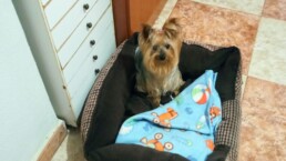 Mascota