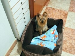 Mascota