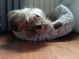 Mascota