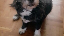 Mascota