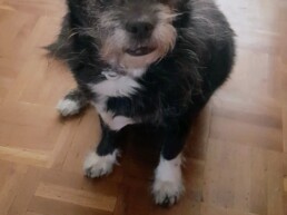 Mascota
