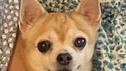Mascota