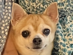Mascota