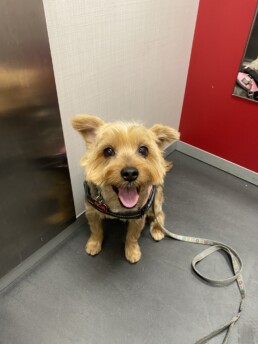 Crematorio de mascotas