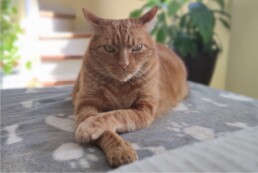 Crematorio de mascotas