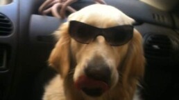 Mascota