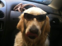 Mascota