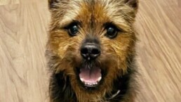 Mascota