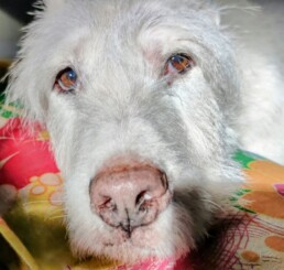 Crematorio de mascotas