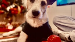 Mascota
