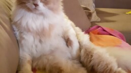 Cuco1