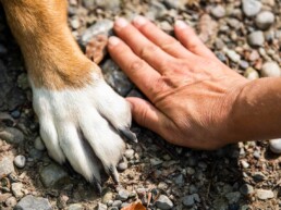 Cremación de mascotas en Madrid
